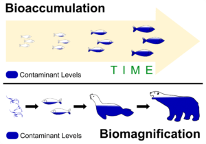 This picture shows how bioaccumulation and biomagnification impact the environments around them.