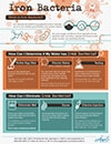 Infographic about Iron Bacteria