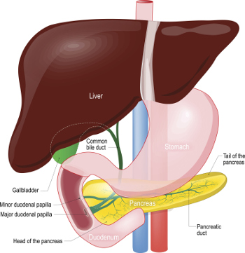Diagram of a liver and surrounding organs.