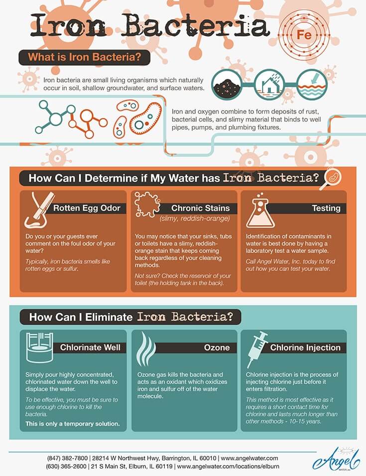 Infographic providing useful information on what is iron bacteria.