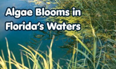 Algae Blooms