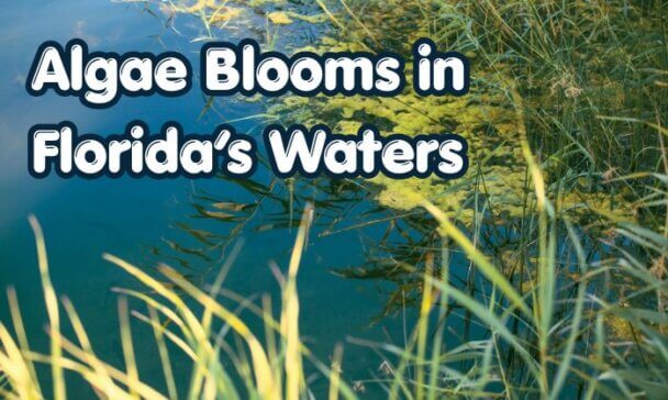 Algae Blooms
